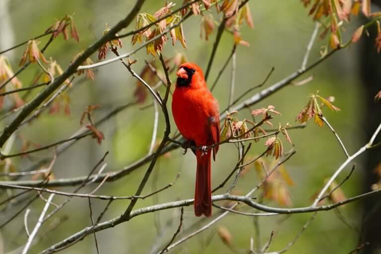 A male Northern cardinal sitting on a tree branch in Fall.